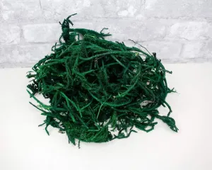 Green Lycopodium